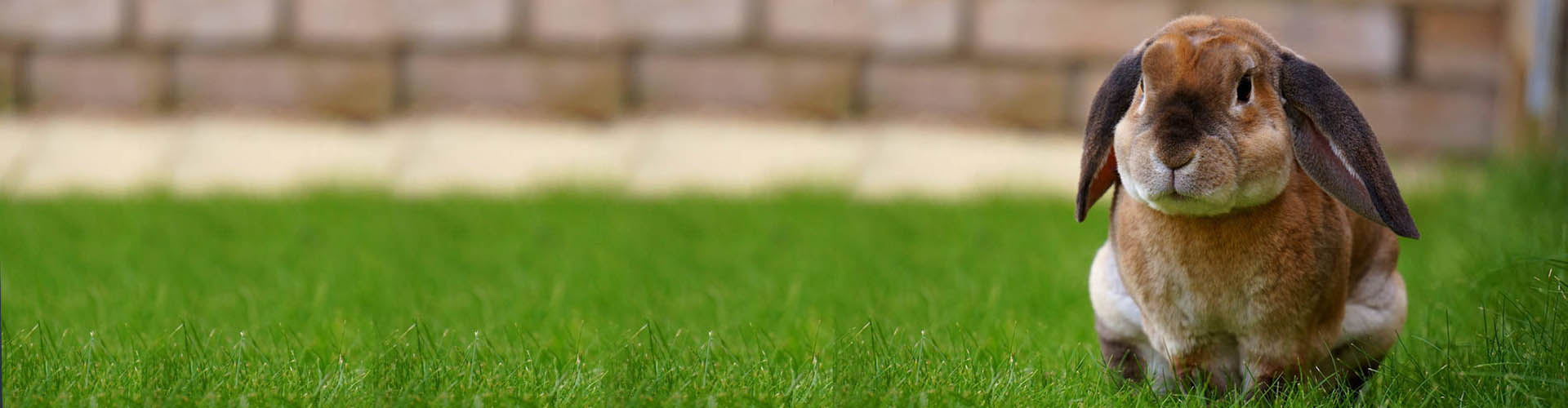Pelouse artificielle pour chiens — Relyir
