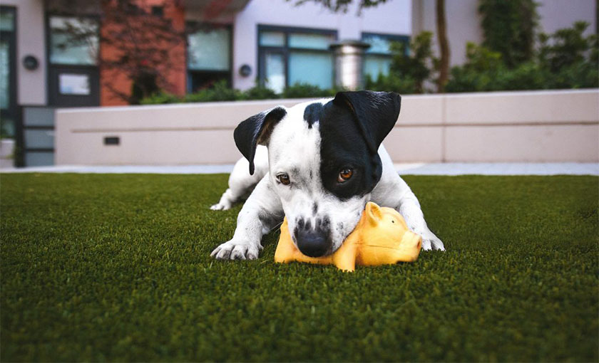 Césped artificial apto para mascotas