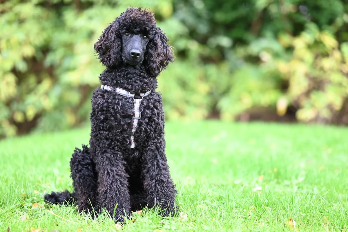 A dog sitting on a green lawn in a garden