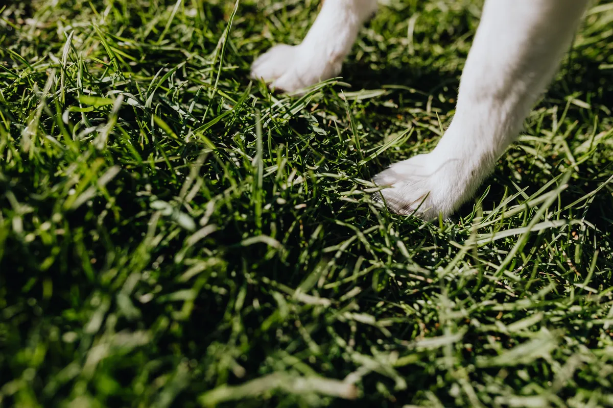 Dog paws standing on soft grass in a garden