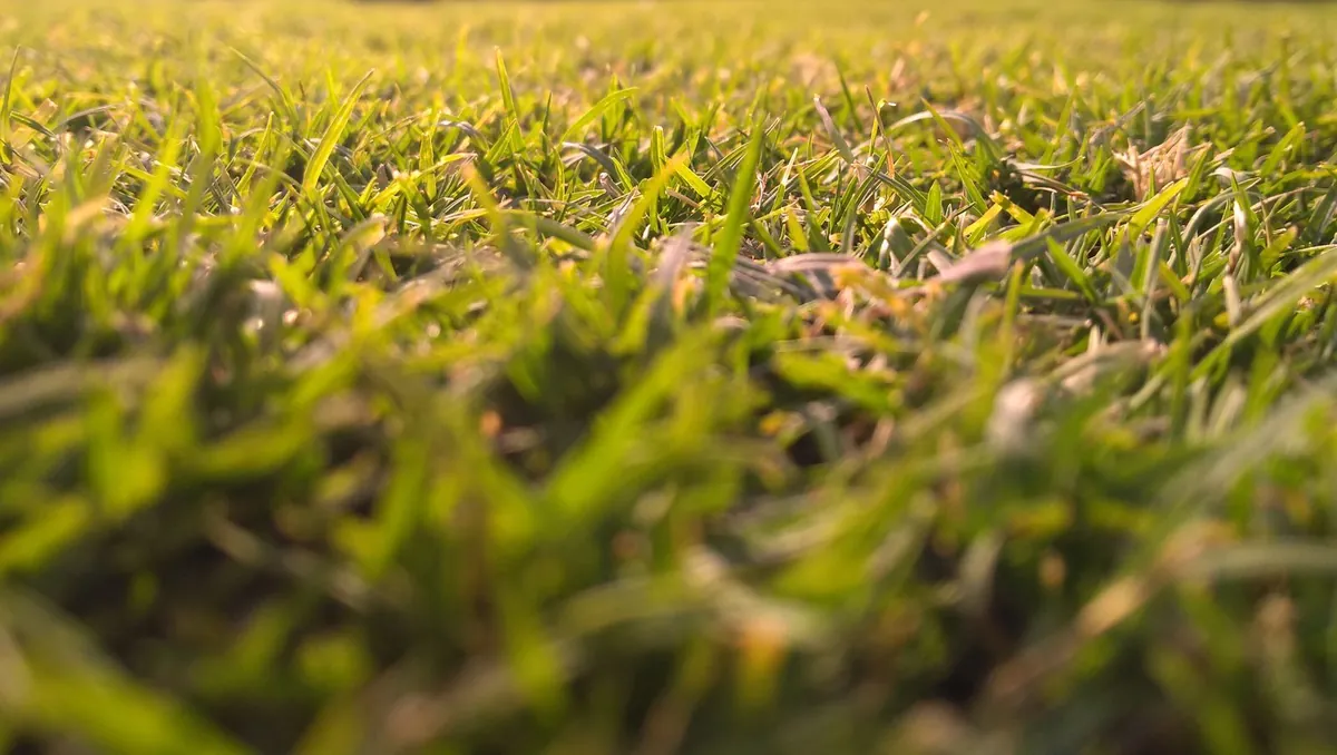 Close-up of dense green artificial grass fibres on a playing surface