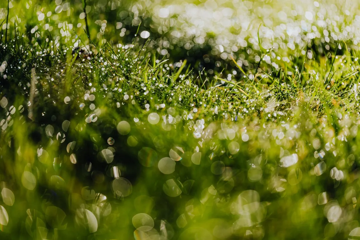 Artificial grass lawn checked for standing water after heavy rain