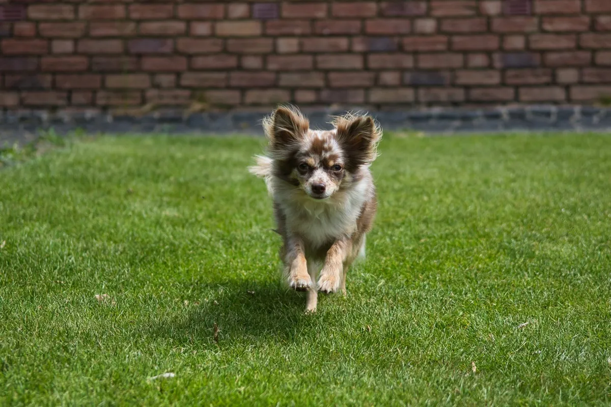 Dog running on an artificial grass lawn after rain with no mud or ruts