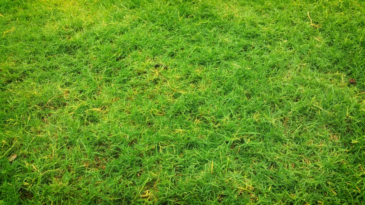 Dense green turf fibres seen up close