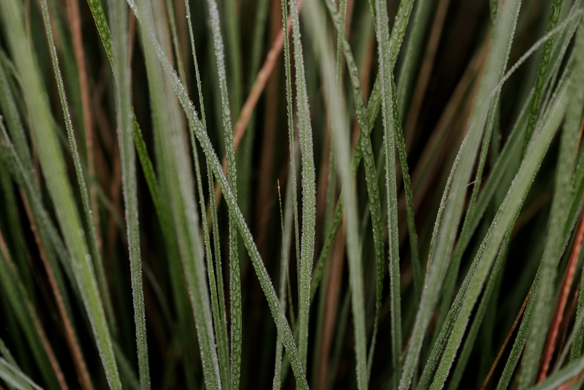 Artificial Grass Fibre Which Fibre Works Best for Your Situation?