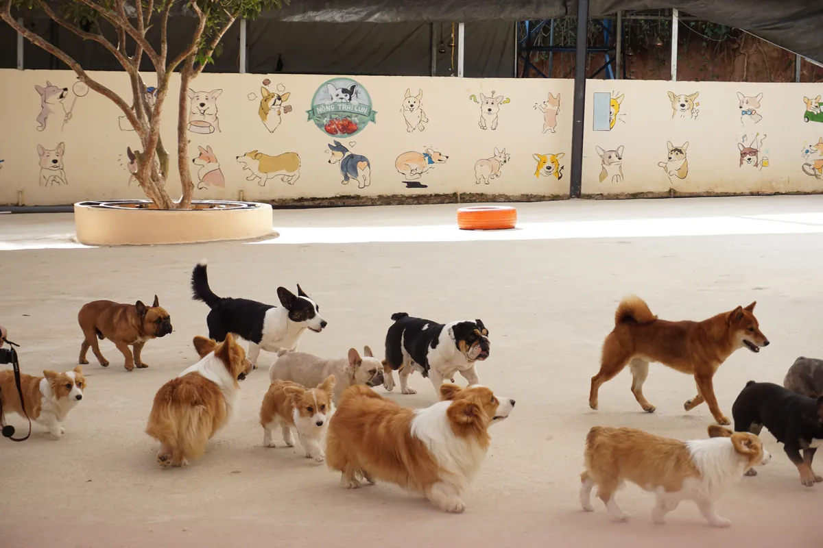 Group of dogs playing together at an outdoor pet daycare