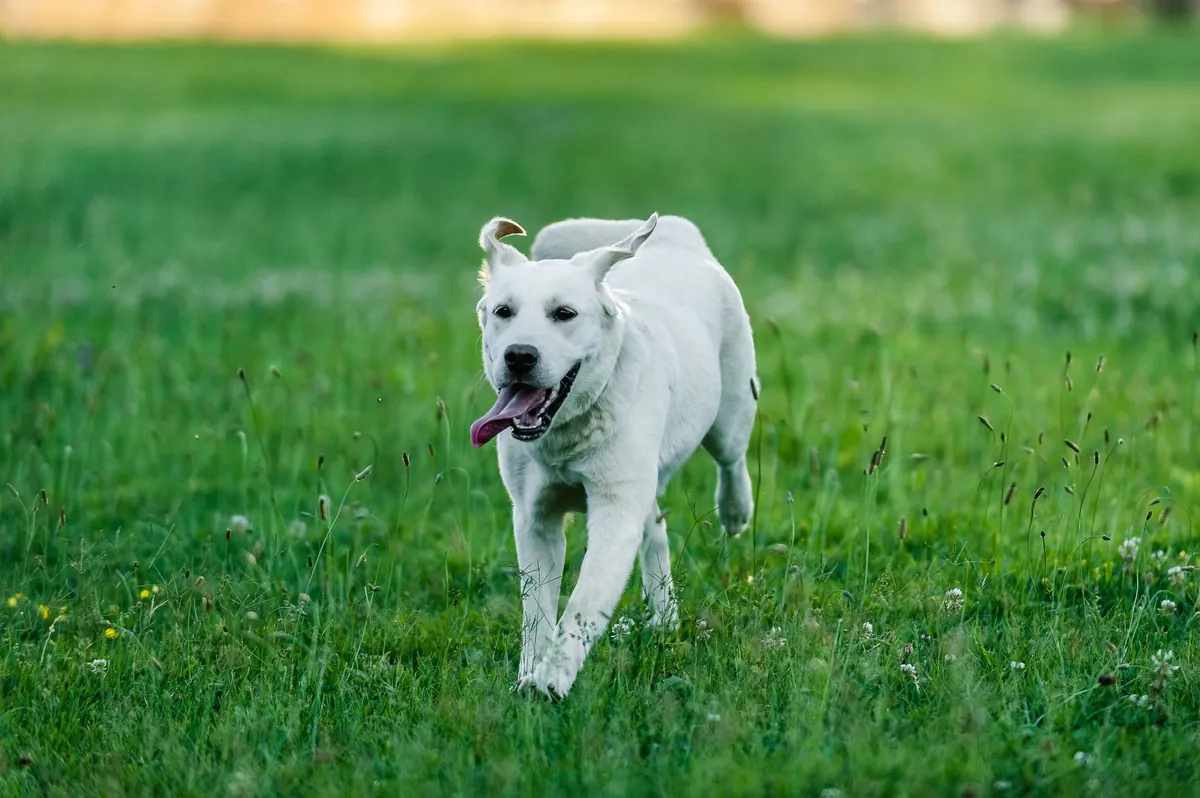 Active labrador running on a colorful lawn
