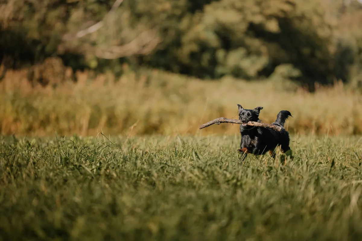 Black dog running joyfully across a green field