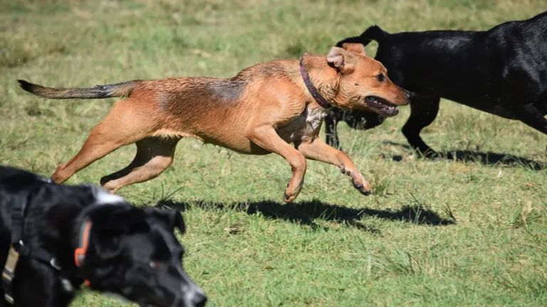 Artificial Grass for Dogs: What Facilities Need to Know
