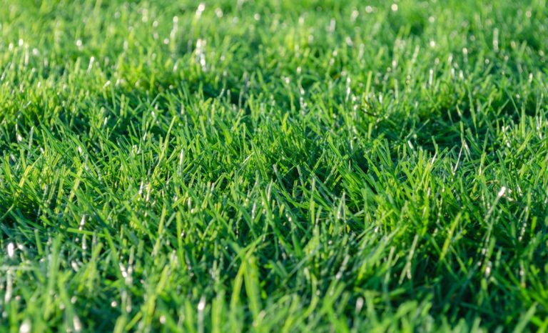Why Should Artificial Turf Courts Be Filled With Quartz Sand?