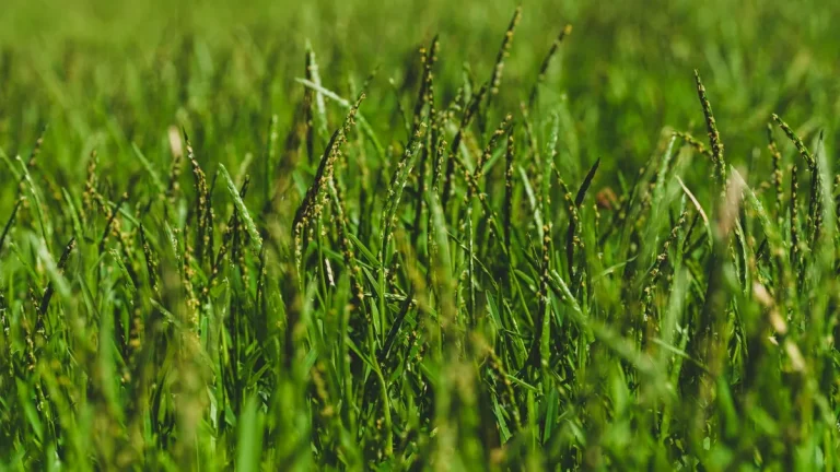 Artificial Grass Glossary: Definitions and Explanations