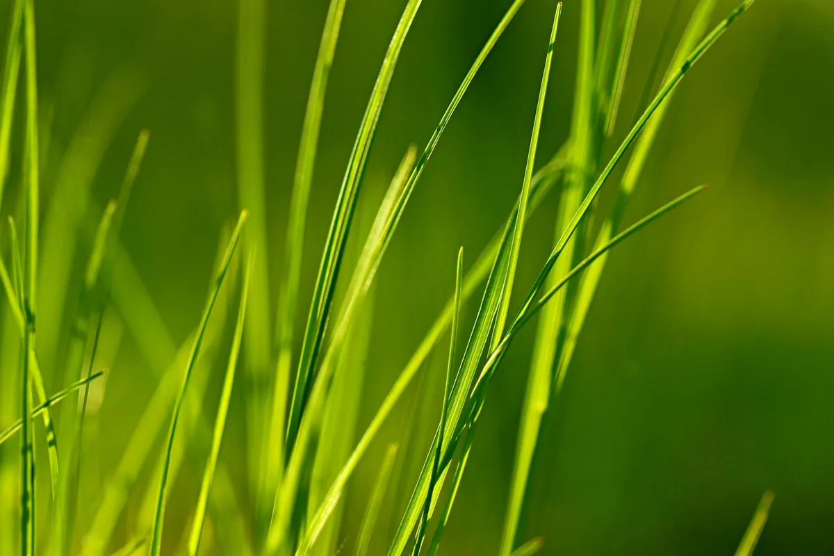 Close-up of artificial grass roll fibres showing pile height, backing and thatch in one cross-section