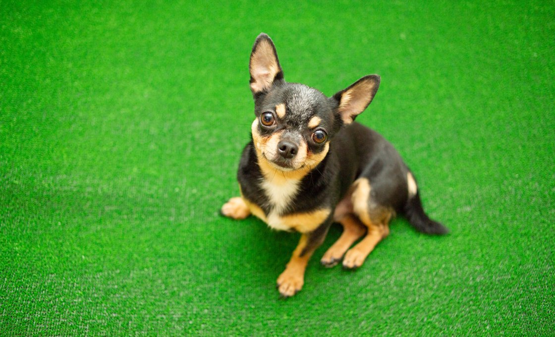 Small dog sitting calmly on pet-friendly artificial grass