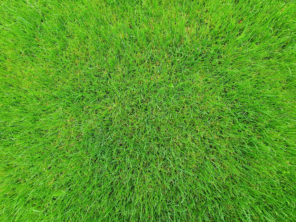 Artificial grass samples compared to read a quote spec