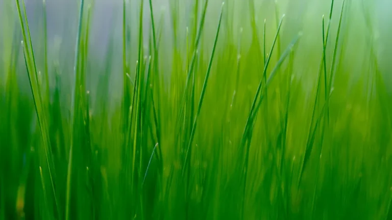 Is Artificial Grass Safe for Kids? What Research Says