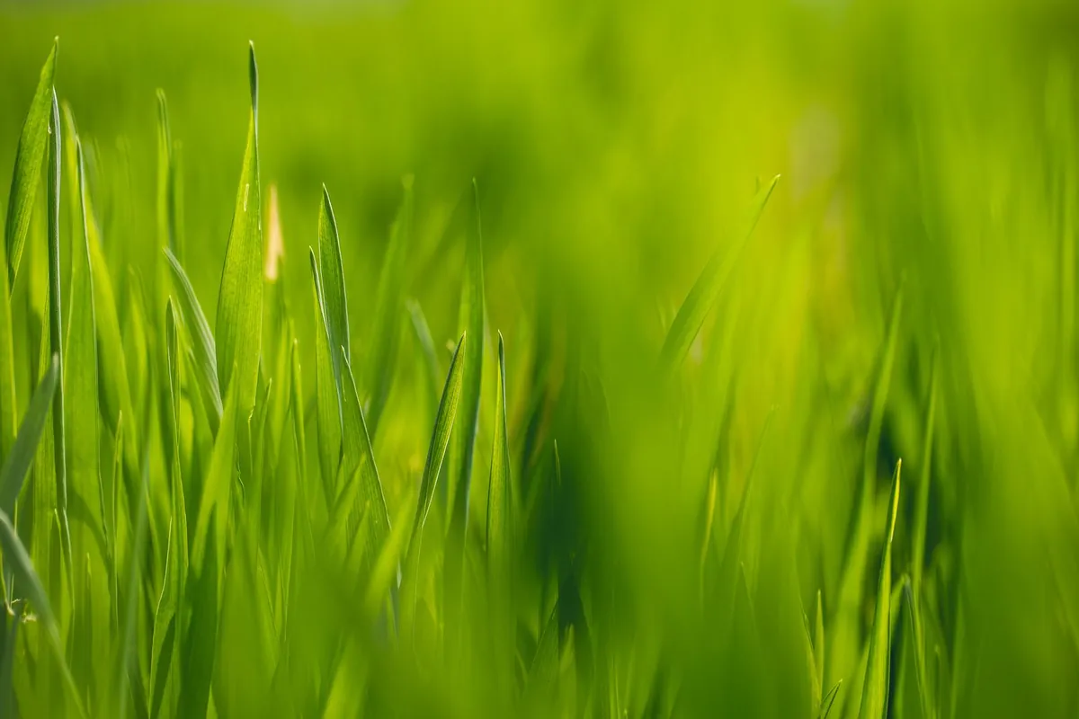 Long green grass blades backlit with a shallow depth of field