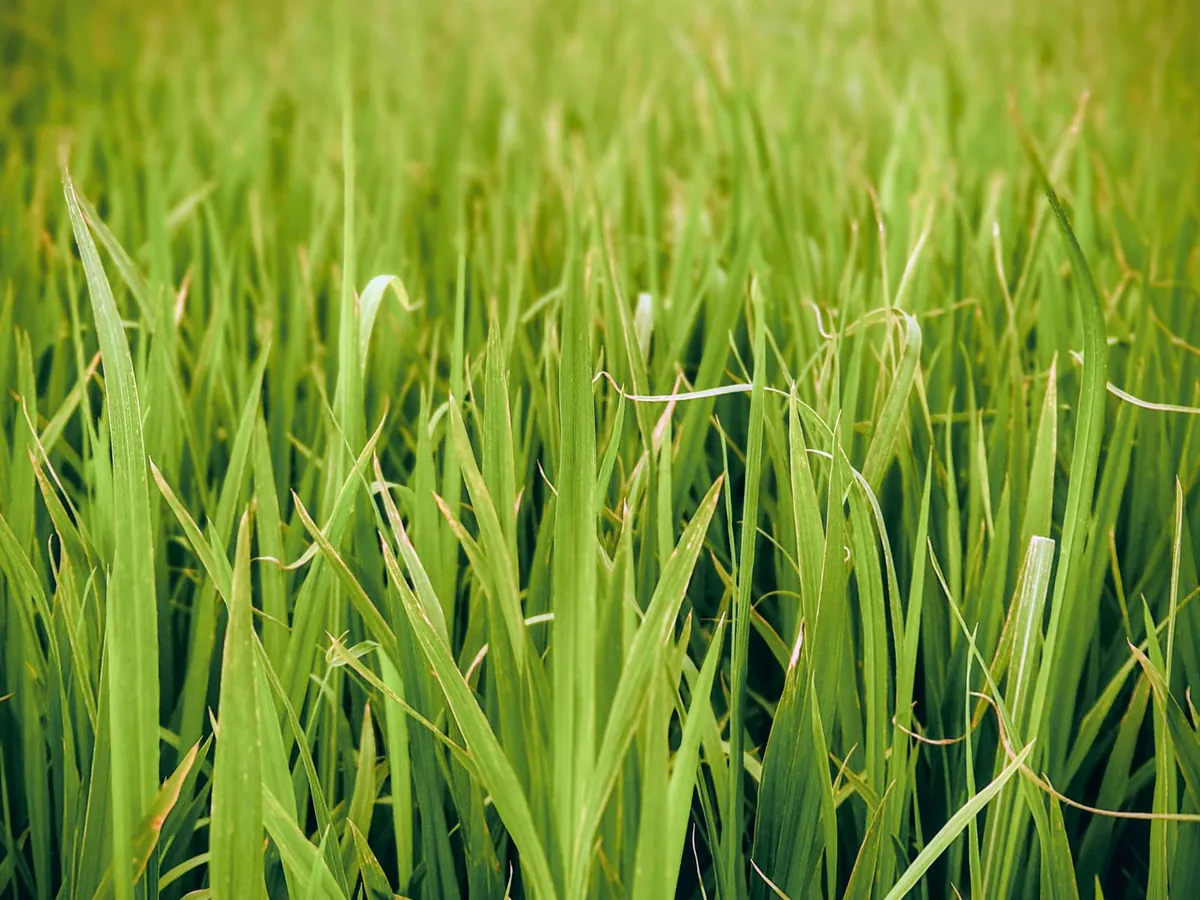 Dense low-angle grass stand with a few dry tips