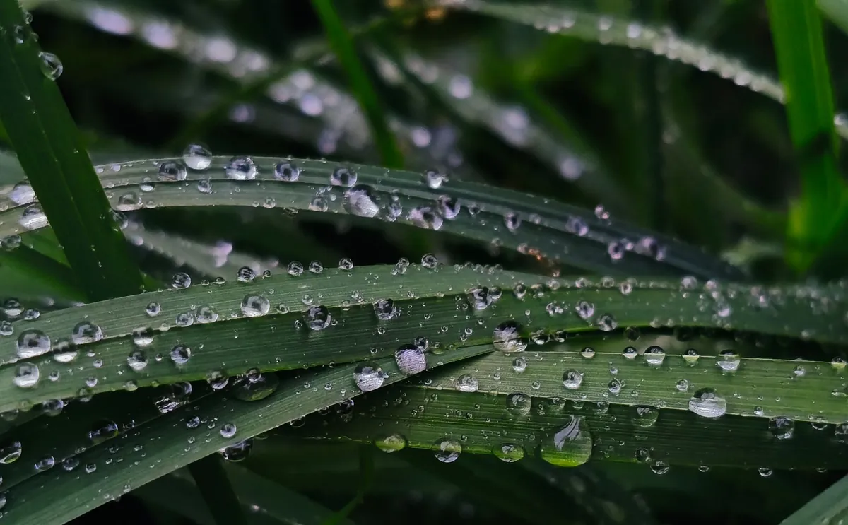 Round water droplets resting on wide dark green blades