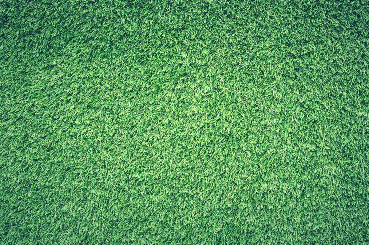 Overhead view of a fine, evenly textured green surface