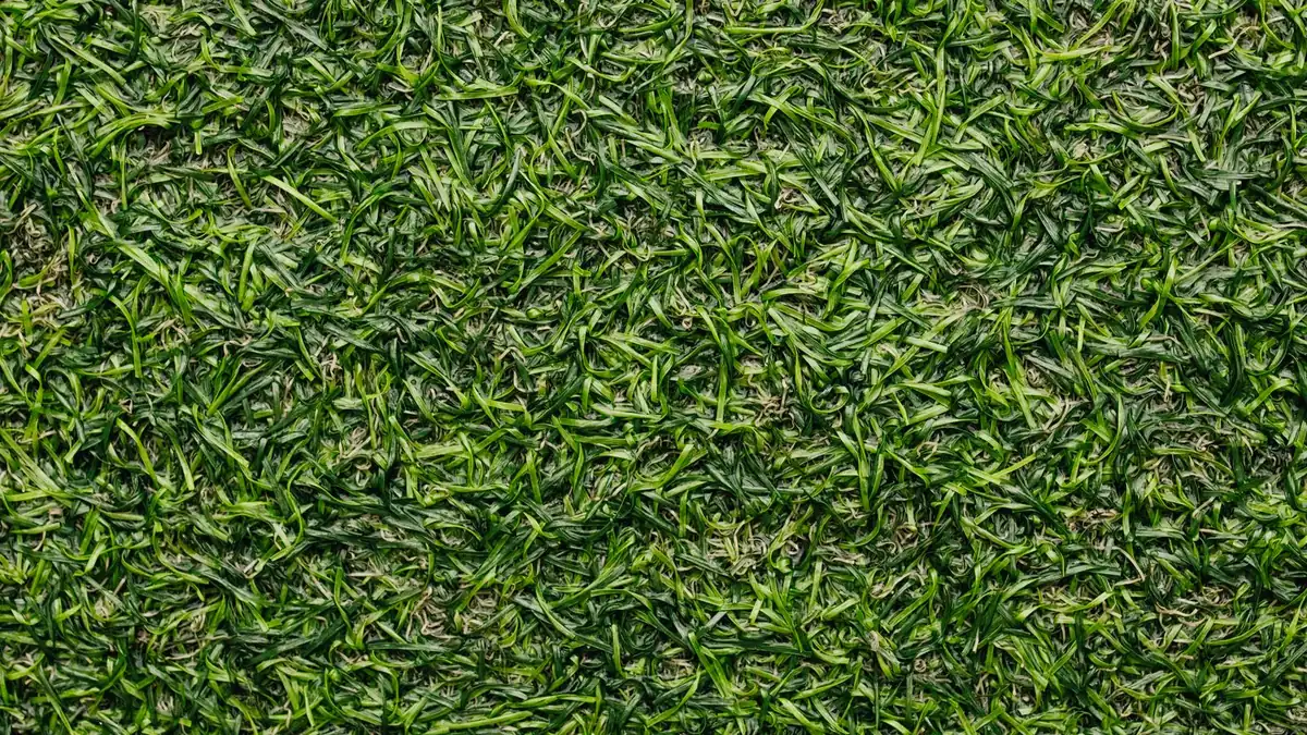 Fine even turf fibres with a visible pile direction