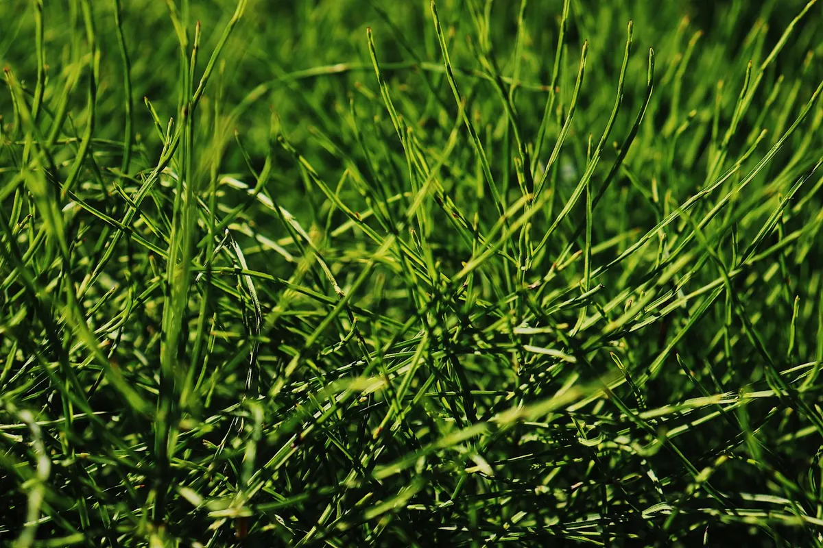 Close-up of artificial grass roll fibers showing pile density and the curled artificial grass thatch layer