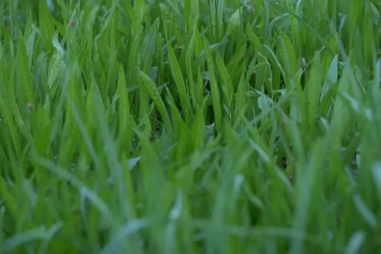 Artificial Turf Base Fabric Parameters