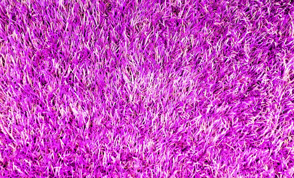 Vibrant purple colored artificial grass surface texture