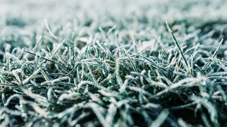 How Artificial Turf Performs in Snow and Cold Weather