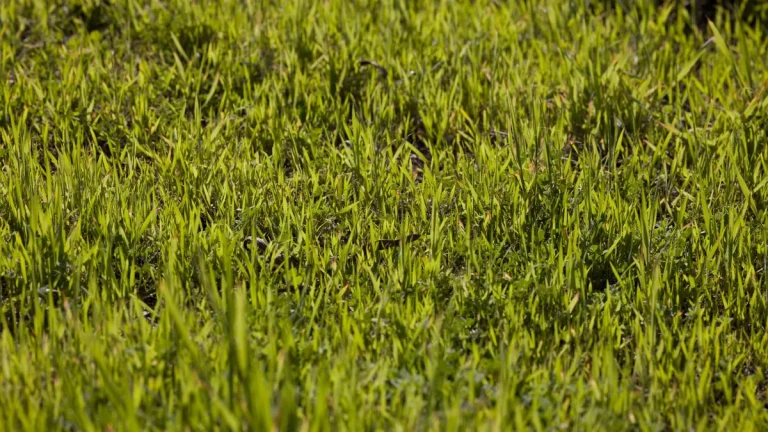 Artificial Turf Price Per Square Foot: A Buyer’s Unit Guide