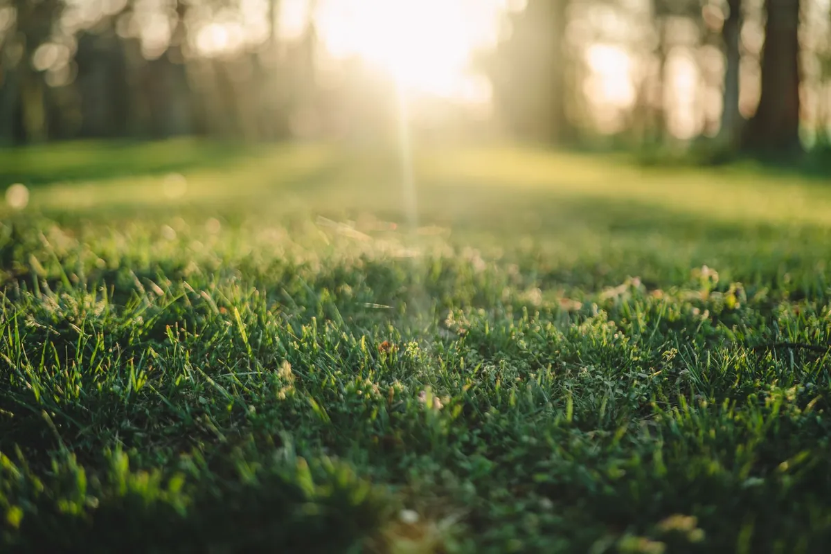 artificial grass field in bright direct sunlight
