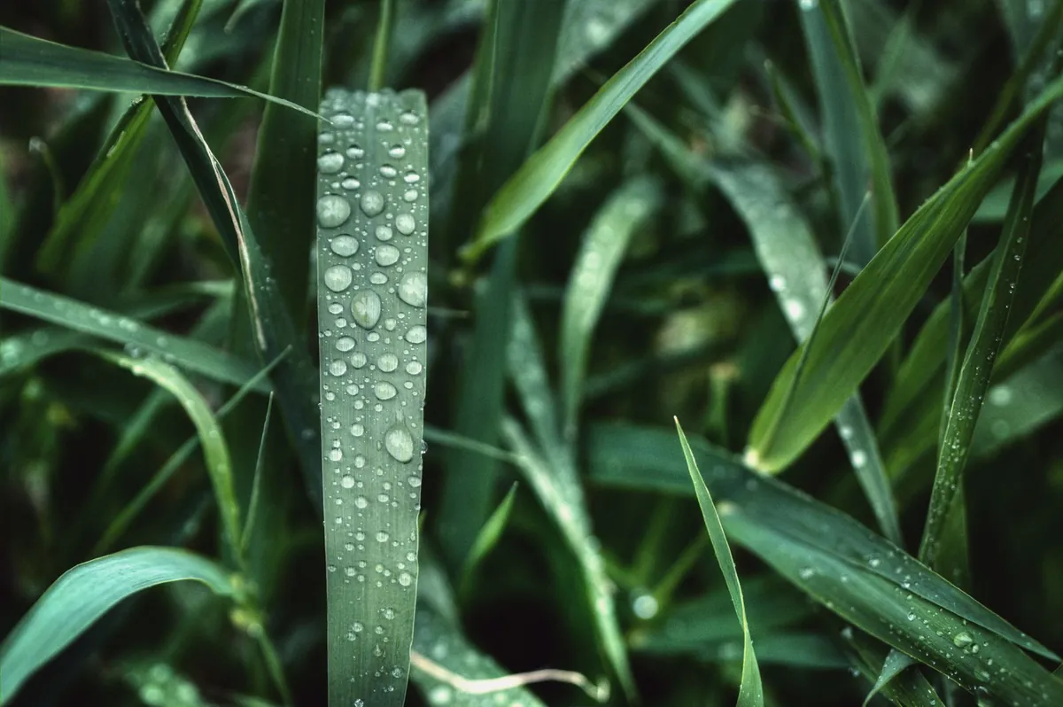 Raindrops resting on grass blades during rainfall