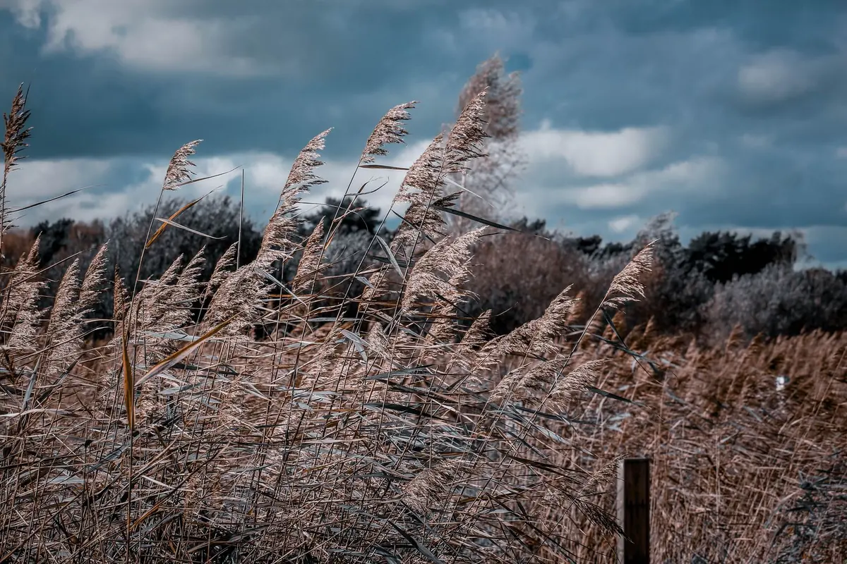 Tall grass and reeds bending under a stormy sky