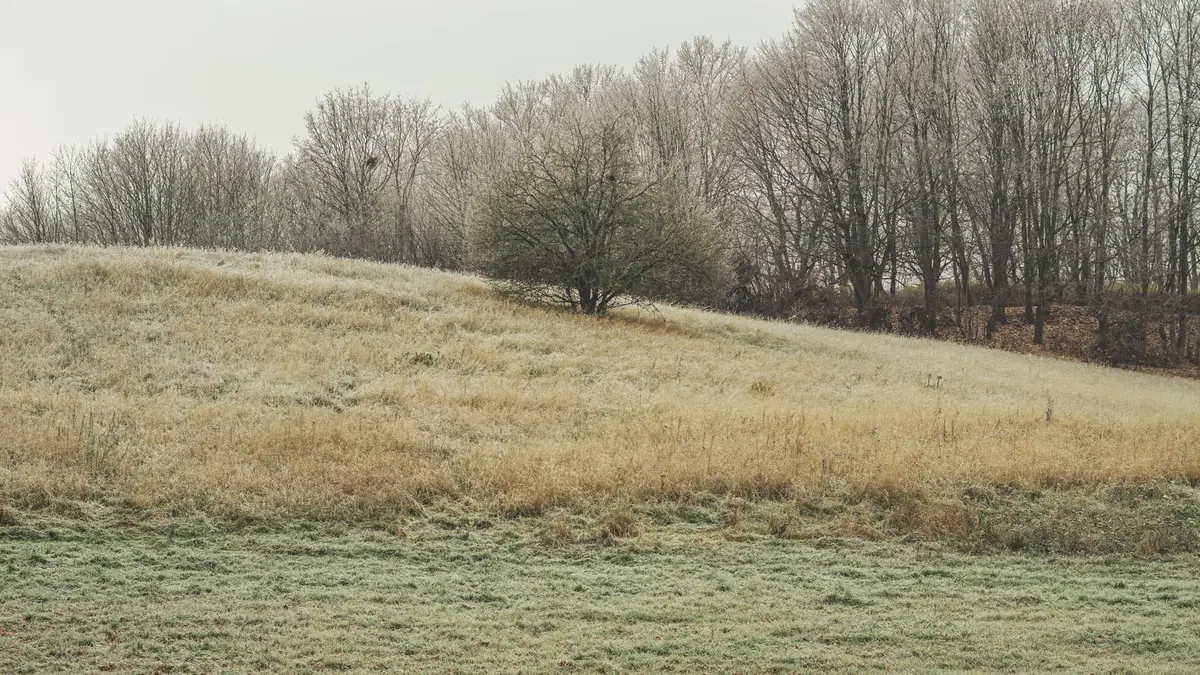 frost on a grass surface on a cold winter morning