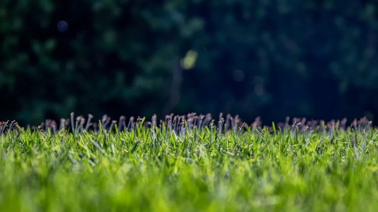 Close-up of lush green grass in daylight
