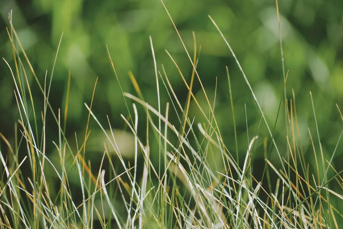 Close view of vibrant green grass blades