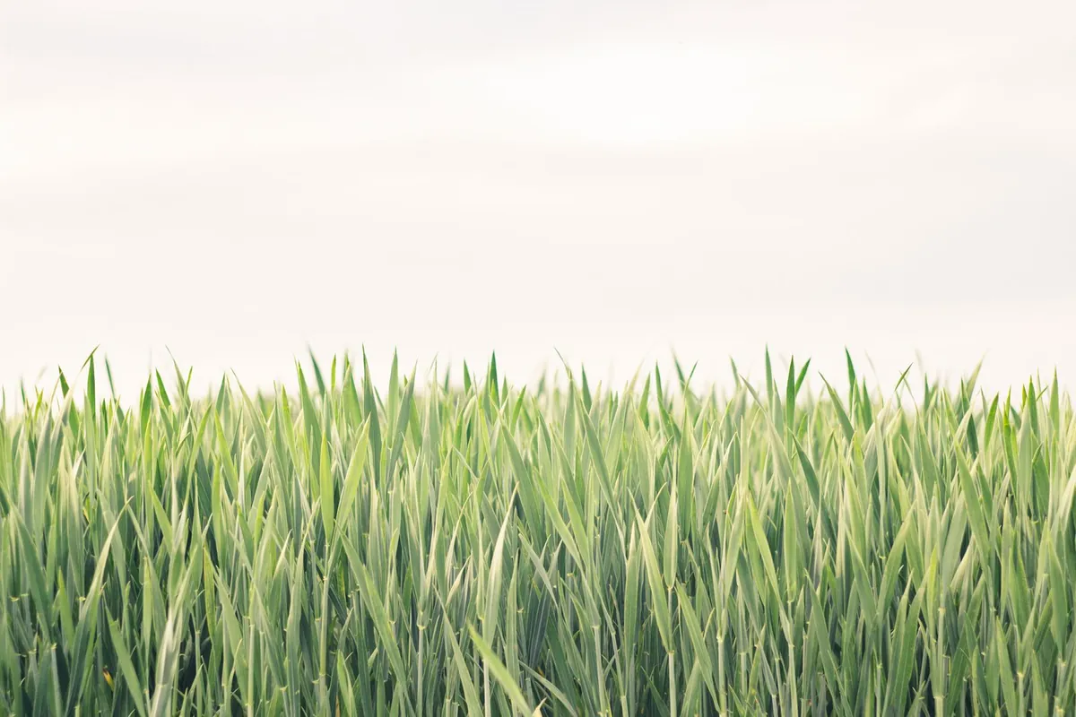Green grass field under a white overcast sky
