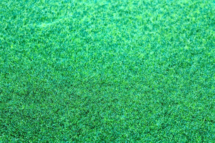 green grass texture