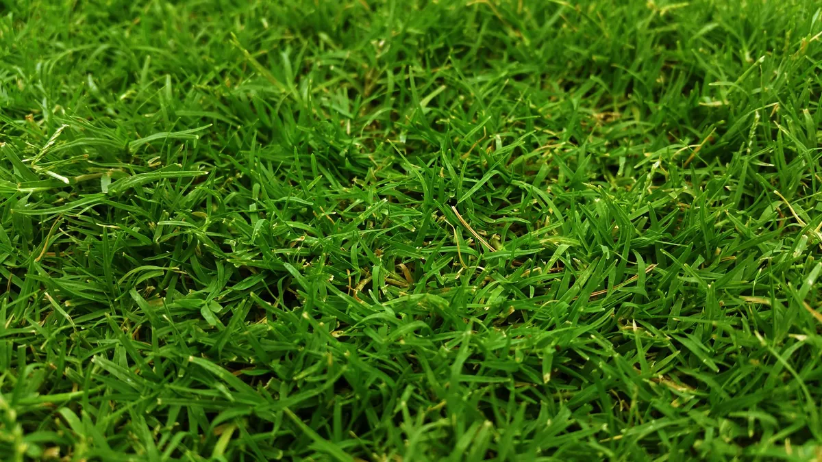 Lush green natural grass surface