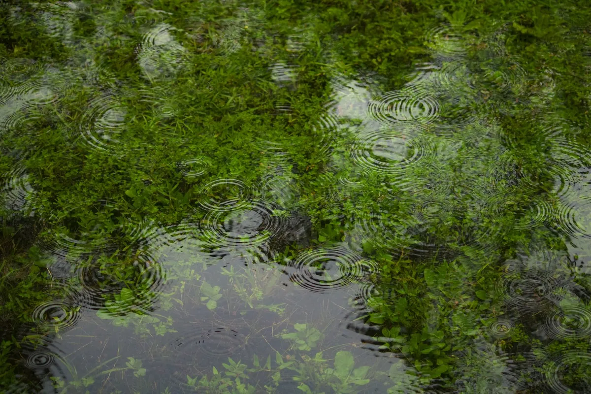 Rainwater pooling and draining on a grass surface after a shower