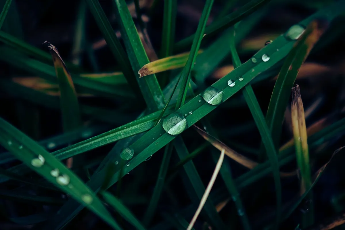 Close-up of fresh green grass blades with dew on the pile