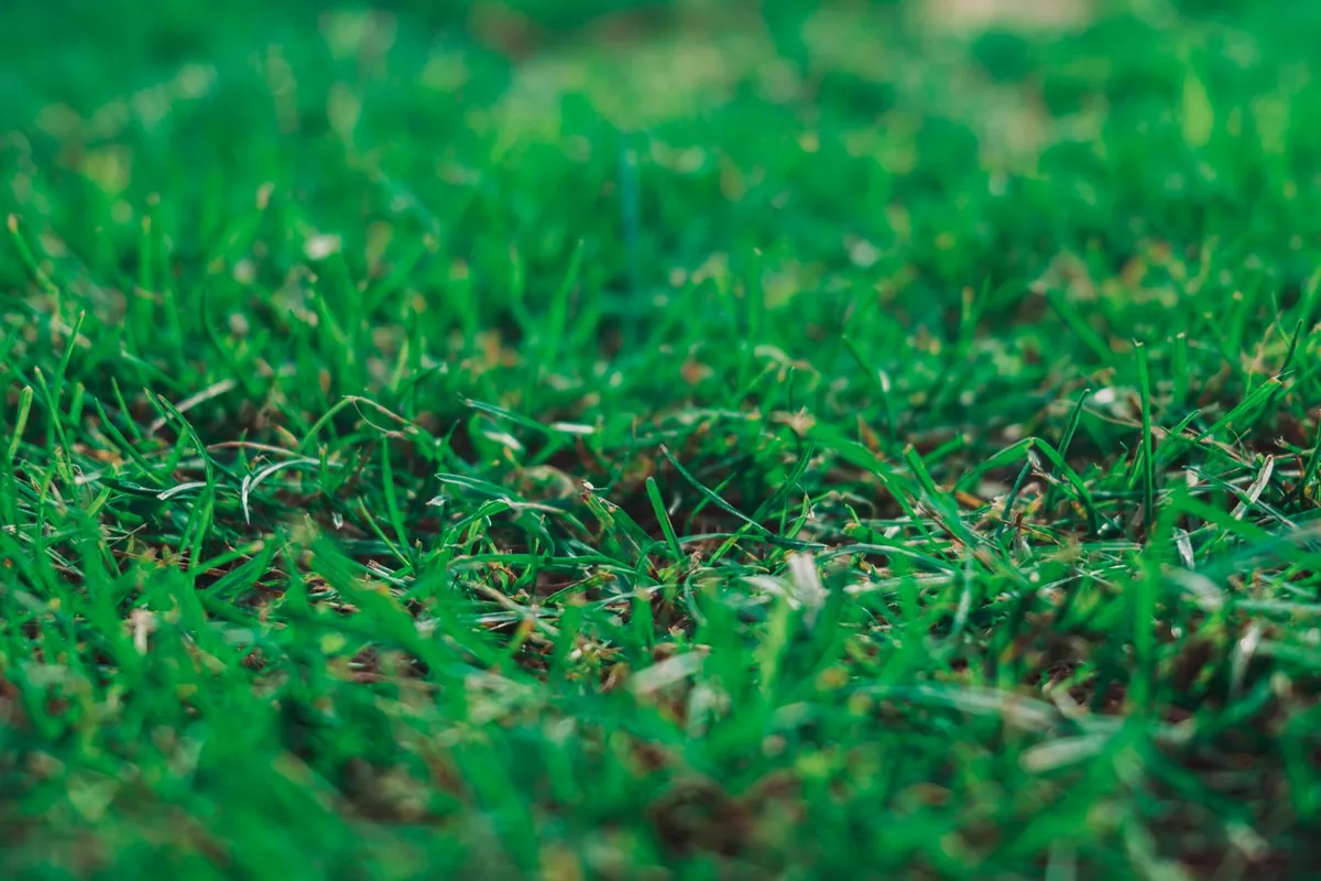 Aged versus new artificial turf showing UV color fade