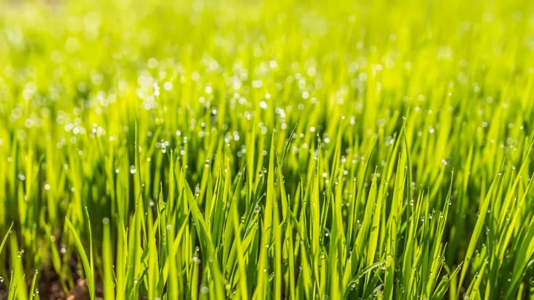 How to Choose the Ideal Height for Your Artificial Turf: A Guide and Uses