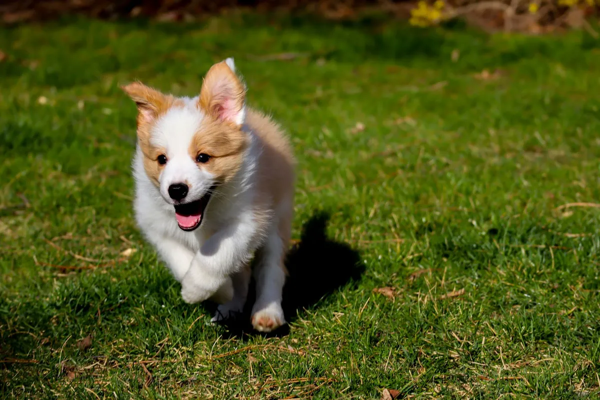 Dog run with short pile artificial turf and drainage