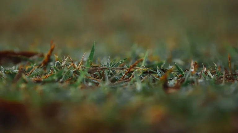 How to Choose the Proper Artificial Grass Backing