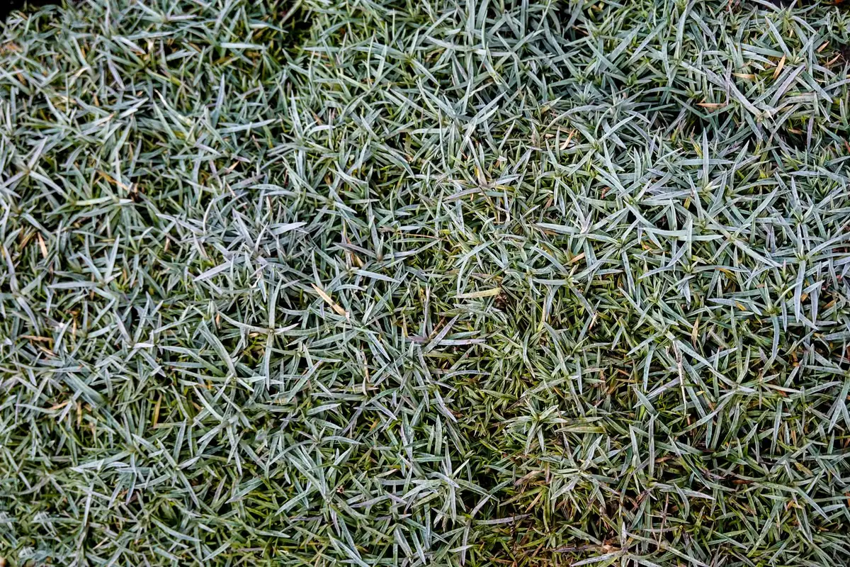 Three artificial grass backing perforation patterns compared: hole-punch, flow-through, and non-perforated for drainage