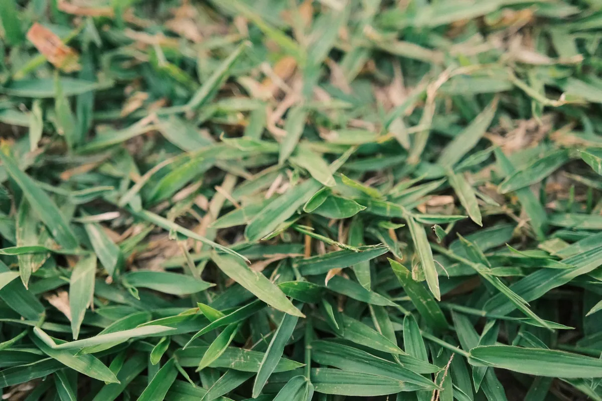 Wide artificial turf roll unrolled on a compacted base, illustrating roll width and backing weight coupling