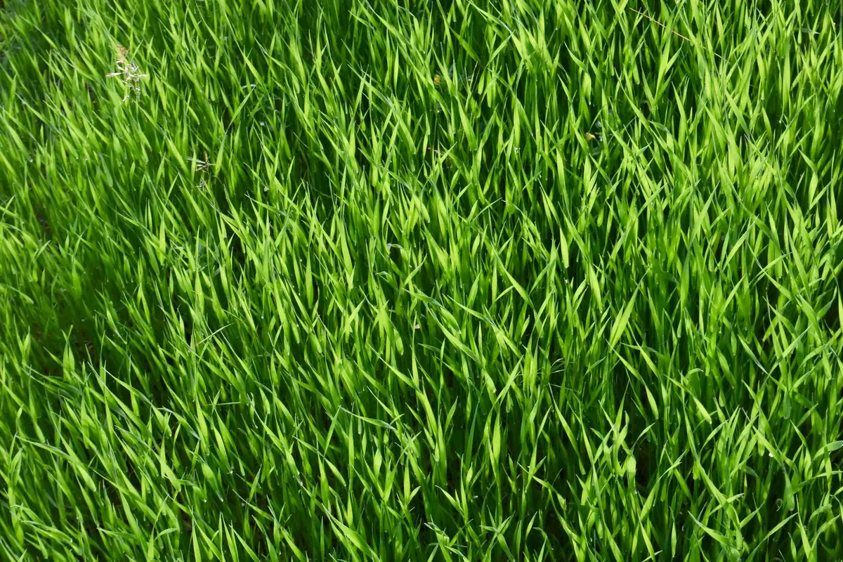 Two artificial turf seaming methods compared: PU heat-welded seam versus PP+Net seam-tape with adhesive