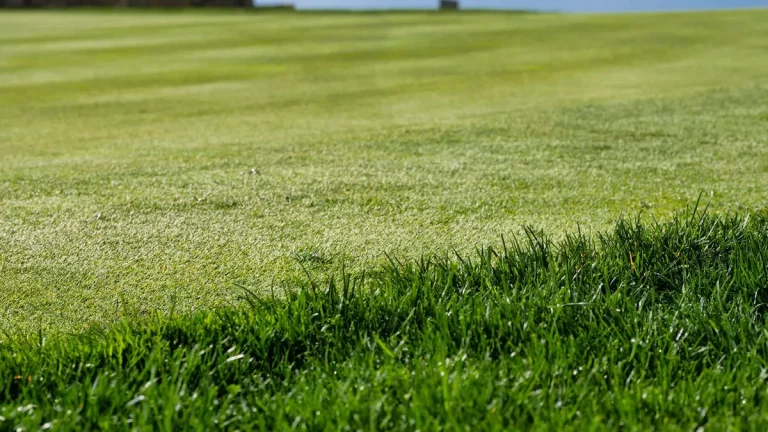 How to Compare Competing Artificial Grass Estimates