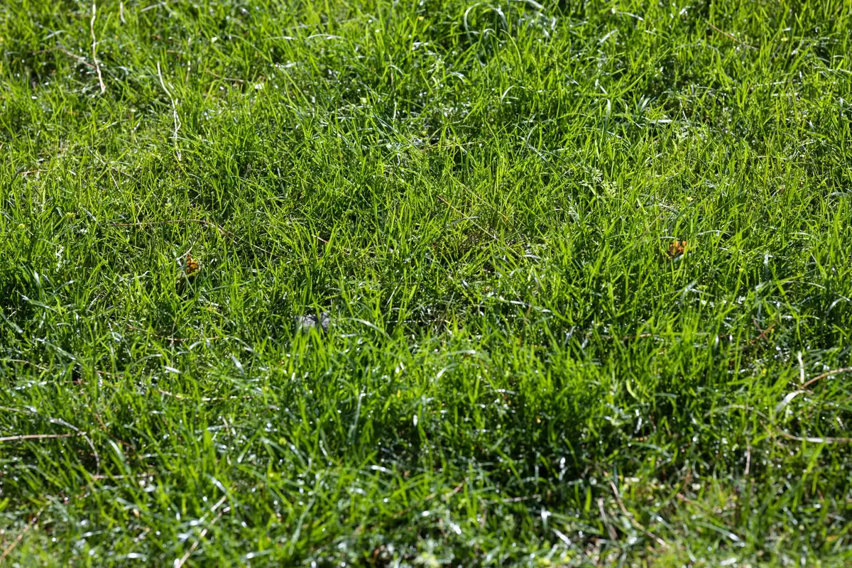 Wide 5m artificial turf roll across large area with few seams