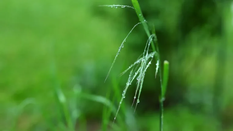 Close-up of green grass blades covered in dew.